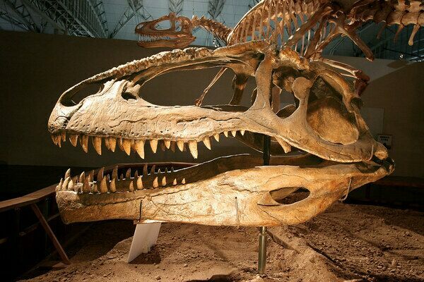 Reproduction of a gigantosaurus skull.  Image Credit: Kabacchi